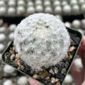 Mammillaria Plumosa Feather Cactus – Live Plant – 3.5 inch Pot – Indoor - Image 1