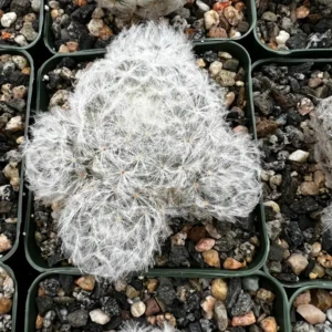 Mammillaria Plumosa Feather Cactus – Live Plant – 3.5 inch Pot – Indoor - Image 4