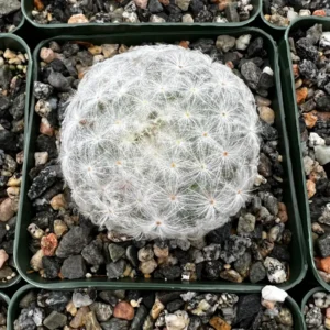 Mammillaria Plumosa Feather Cactus – Live Plant – 3.5 inch Pot – Indoor - Image 5