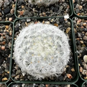 Mammillaria Plumosa Feather Cactus – Live Plant – 3.5 inch Pot – Indoor - Image 6