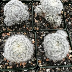 Mammillaria Plumosa Feather Cactus – Live Plant – 3.5 inch Pot – Indoor - Image 7