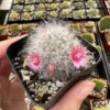 Mammillaria Schwarzii Cactus Live Plant – Blooming Cactus in 2.5" to 4" Pot – Indoor Succulent - Image 1
