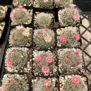 Mammillaria Schwarzii Cactus Live Plant – Blooming Cactus in 2.5