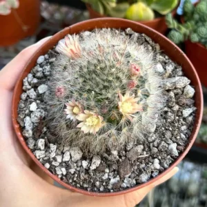 Mammillaria Schwarzii Cactus Live Plant – Blooming Cactus in 2.5