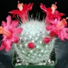 Mammillaria Senilis Feather Cactus Live Plant - Rare Succulent - 3" or 6" Pot - Image 1