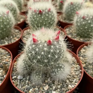 Mammillaria Senilis Feather Cactus Live Plant - Rare Succulent - 3