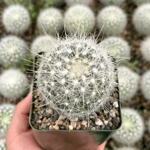 Mammillaria Senilis Feather Cactus Live Plant - Rare Succulent - 3