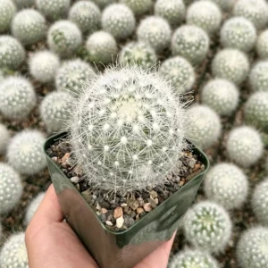 Mammillaria Senilis Feather Cactus Live Plant - Rare Succulent - 3