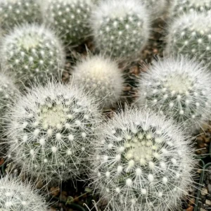 Mammillaria Senilis Feather Cactus Live Plant - Rare Succulent - 3