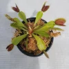 Mammoth Venus Flytrap Live Plant – Adult Size, Carnivorous, 3 inch Pot, Indoor/Outdoor - Image 1