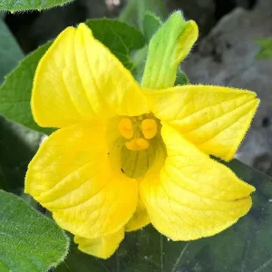 Manchu Tubergourd Vine Live Plant - Edible Roots, Shoots, Red Fruit - USDA 4-9 - Image 2