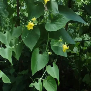 Manchu Tubergourd Vine Live Plant - Edible Roots, Shoots, Red Fruit - USDA 4-9 - Image 8