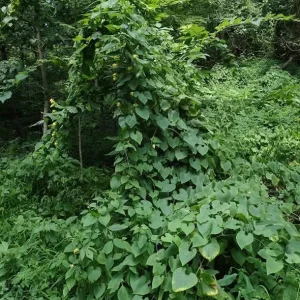 Manchu Tubergourd Vine Live Plant - Edible Roots, Shoots, Red Fruit - USDA 4-9 - Image 9