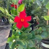 Mandevilla Bella Scarlet Live Plant – 1-2ft Tall, 6 inch Pot – Outdoor Flowering Vine - Image 1