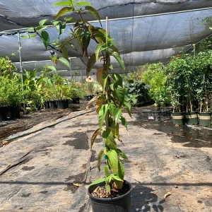 Mandevilla Laxa Live Plant 2ft Tall - Chilean Jasmine Vine in 6in Pot - Image 2