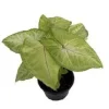 Mango Allusion Arrowhead Plant - Syngonium Live Plant - 4 inch Pot Indoor - Image 1