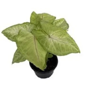 Mango Allusion Arrowhead Plant - Syngonium Live Plant - 4 inch Pot Indoor - Image 1