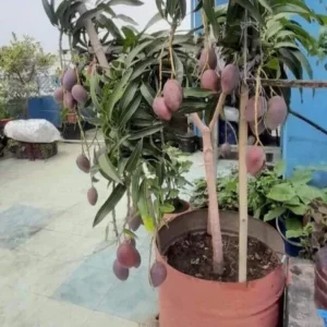 Mango Live Plant - Tropical Fruit Tree Seedling 6-9