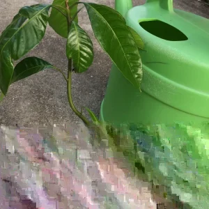 Mango Live Tropical Fruit Tree - 10-14 inch Live Plant for Indoor & Outdoor - Image 5