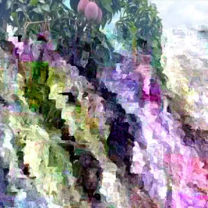 Mango Live Tropical Fruit Tree - 6-9 inch Potted Plant - Indoor/Outdoor - Image 1