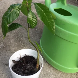 Mango Live Tropical Fruit Tree Plant 10-14 inches Tall - Indoor & Outdoor - Image 2