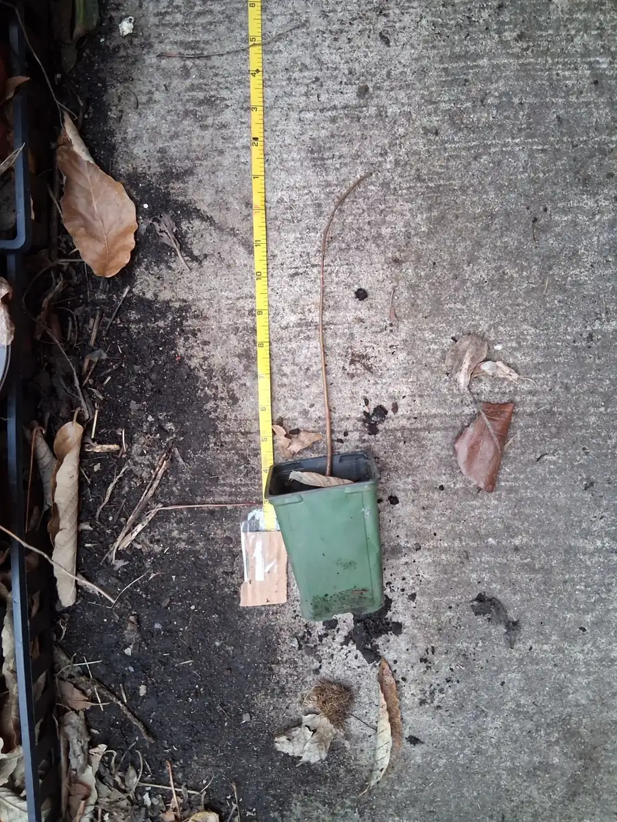 Mango Pawpaw Live Plant - Asimina triloba Fruit Tree - 1.5 ft Tall - Image 4