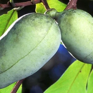 Mango Pawpaw Tree Live Plant - Asimina triloba, Well-Rooted Potted, Up to 3 ft Tall, Outdoor Fruit Tree - Image 3