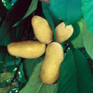 Mango Pawpaw Tree Live Plant - Asimina triloba, Well-Rooted Potted, Up to 3 ft Tall, Outdoor Fruit Tree - Image 1