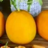 Mango Vine Peach Melon 25 Seeds Organic Melons Early Prolific Heirloom Garden - Image 1
