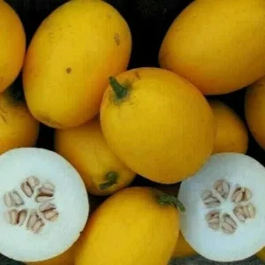 Mango Vine Peach Melon 25 Seeds Organic Melons Early Prolific Heirloom Garden - Image 2