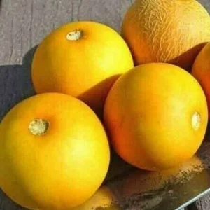 Mango Vine Peach Melon 25 Seeds Organic Melons Early Prolific Heirloom Garden - Image 3