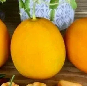 Mango Vine Peach Melon 25 Seeds Organic Melons Early Prolific Heirloom Garden - Image 1