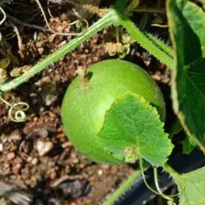 Mango Vine Peach Melon 25 Seeds Organic Melons Early Prolific Heirloom Garden - Image 4