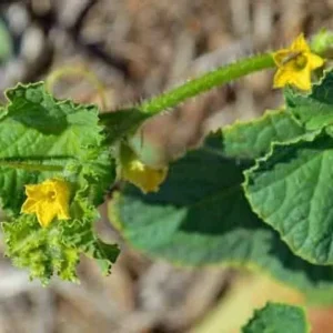 Mango Vine Peach Melon 25 Seeds Organic Melons Early Prolific Heirloom Garden - Image 5