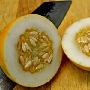 Mango Vine Peach Melon 25 Seeds Organic Melons Early Prolific Heirloom Garden - Image 7