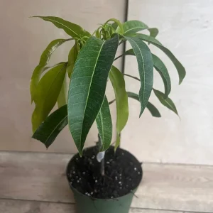 Manila Mango Live Plant – Grafted – 10 inch Pot – Tropical Fruit Tree - Image 2