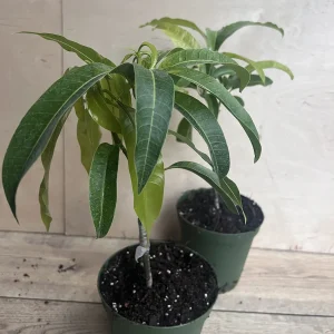 Manila Mango Live Plant – Grafted – 10 inch Pot – Tropical Fruit Tree - Image 6