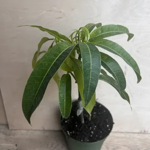 Manila Mango Live Plant – Grafted – 10 inch Pot – Tropical Fruit Tree - Image 7
