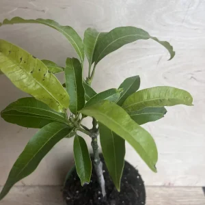 Manila Mango Live Plant – Grafted – 10 inch Pot – Tropical Fruit Tree - Image 8