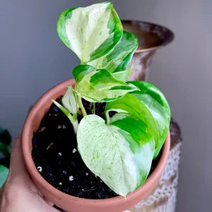 Manjula Pothos Live Plant - Rare White Variegated Epipremnum Aureum Manjula Indoor Houseplant - Image 2