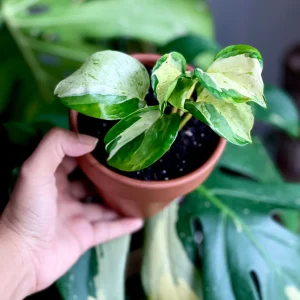 Manjula Pothos Live Plant - Rare White Variegated Epipremnum Aureum Manjula Indoor Houseplant - Image 3