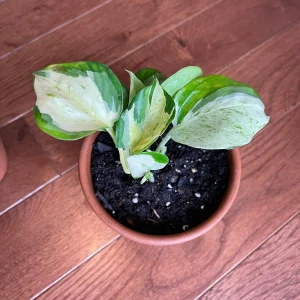 Manjula Pothos Live Plant - Rare White Variegated Epipremnum Aureum Manjula Indoor Houseplant - Image 6