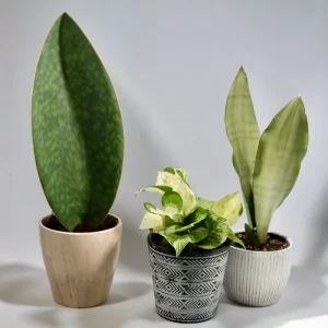 Manjula Pothos Live Plant – Rare White Variegated Indoor Houseplant – 4 inch Pot - Image 5