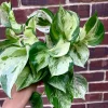 Manjula Pothos Live Plant - Variegated Epipremnum Aureum Indoor Houseplant - Image 1