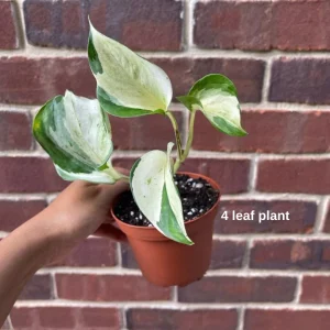 Manjula Pothos Live Plant - Variegated Epipremnum Aureum Indoor Houseplant - Image 2