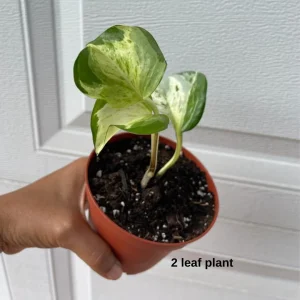 Manjula Pothos Live Plant - Variegated Epipremnum Aureum Indoor Houseplant - Image 4