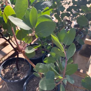 Manzanita Dr. Hurd Live Plant, 1-2 Ft Tall, 1 Gallon Pot, Outdoor Shrub - Image 1