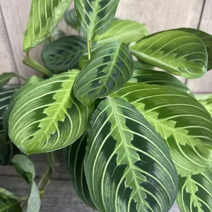 Maranta Lemon Lime Live Plant – 4in Potted Prayer Plant – Indoor Houseplant - Image 3