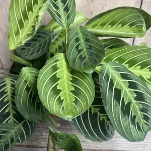 Maranta Lemon Lime Live Plant – 4in Potted Prayer Plant – Indoor Houseplant - Image 1