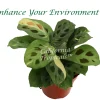 Maranta Leuconeura Kershoveana Variegated Live Plant 4 Inch Pot Indoor - Image 1